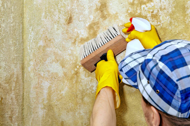Best Post-Construction Mold Inspection  in USA